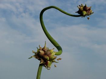 Tree onion Egyptian Walking Onion