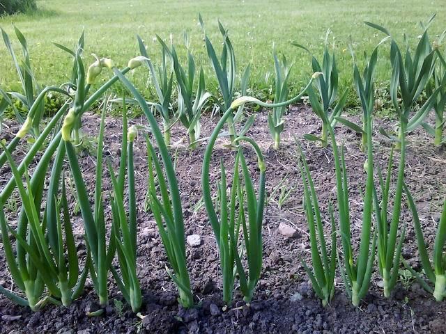 Tree onion Walking Onions Catawissa Red Top Tree Onions Homegrown Goodness