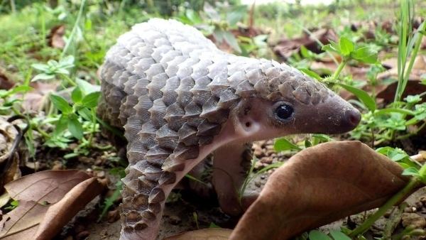 Tree pangolin The African Whitebellied or Tree Pangolin Phataginus tricuspis