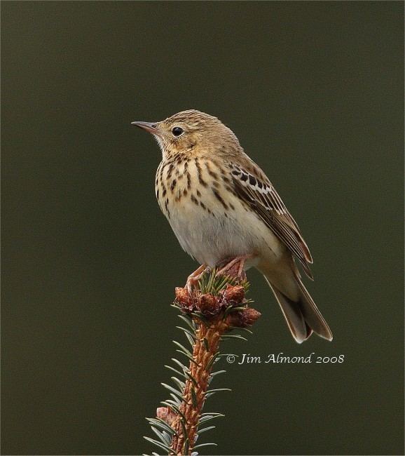 Tree pipit Tree Pipit Gallery