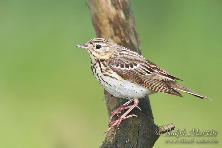 Tree pipit Identification of Olivebacked and Tree Pipit by call avesrares