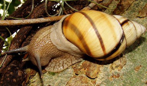 Tree snail tree snails of Florida Drymaeus spp Orthalicus sppp Liguus spp