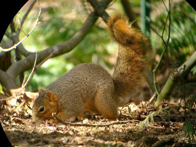 Tree squirrel Squirreljpg