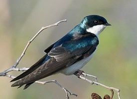 Tree swallow Tree Swallow Identification All About Birds Cornell Lab of