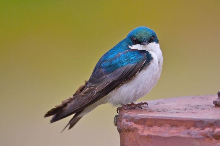 Tree swallow Tree Swallows Tree Swallow Pictures Tree Swallow Facts National