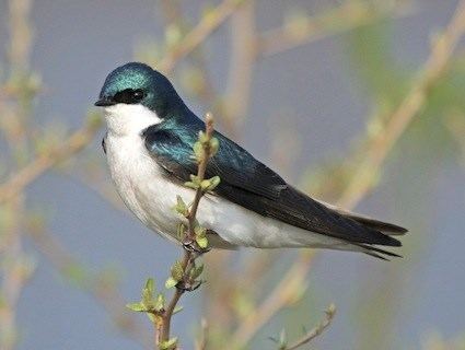 Tree swallow Tree Swallow Identification All About Birds Cornell Lab of
