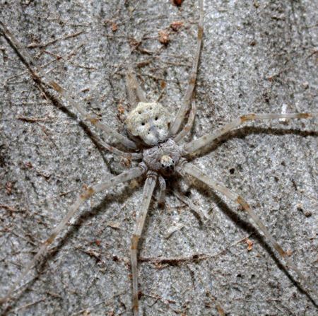 Tree trunk spider ednieuwhomexs4allnlaustralianHersiliidaeTamo
