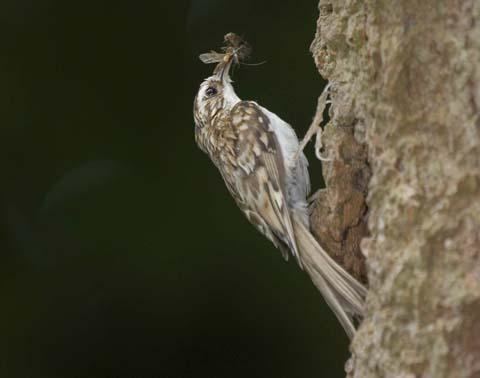 Treecreeper All you need to know about the treecreeper Discover Wildlife