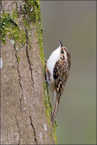 Treecreeper Treecreeper Certhia familiaris wwwbirdwordscouk