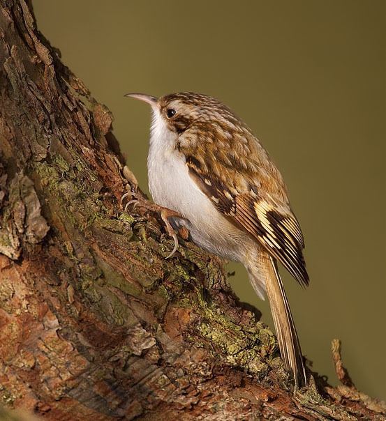 Treecreeper wwwnhptvorgwildimagesEurasiantreecreeperjpg