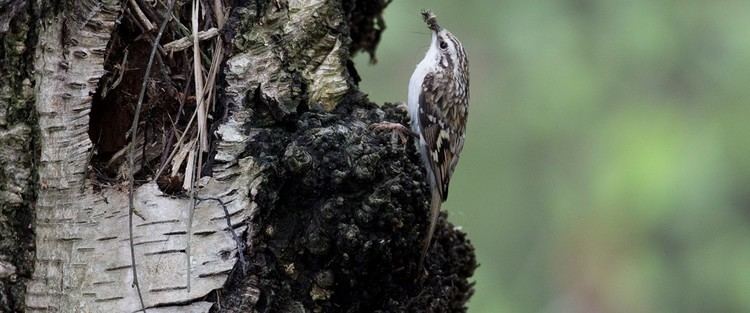 Treecreeper The RSPB Treecreeper