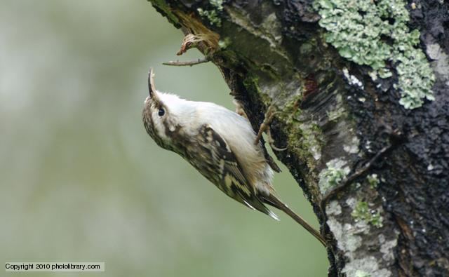 Treecreeper BBC Nature Treecreeper videos news and facts