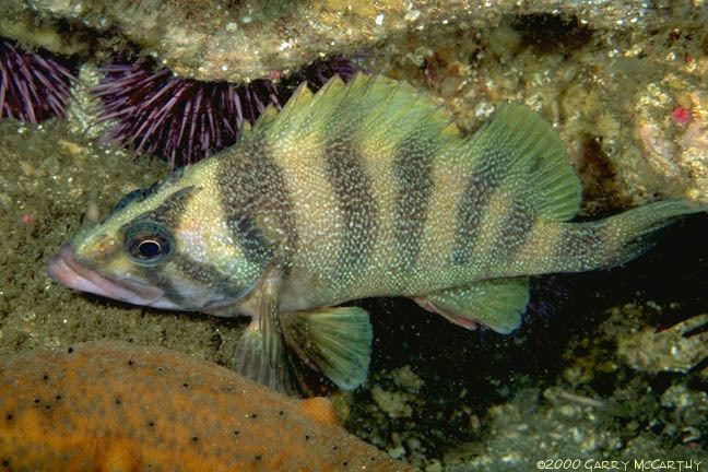Treefish underwaterphotoscom Featured Photo No 59 Sebastes serriceps
