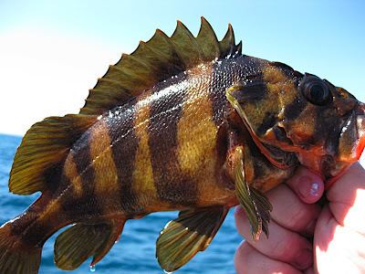 Treefish Treefish Rockfish GlumaceFishingcom