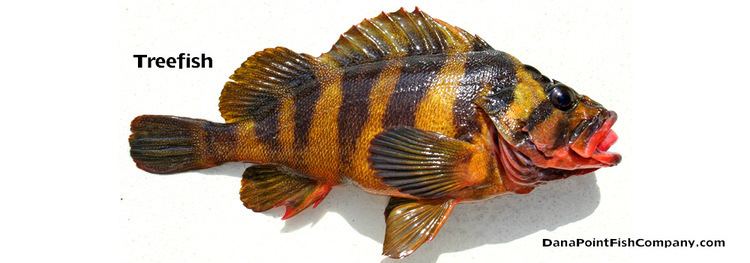 Treefish Treefish Sebastes Serriceps Dana Point Fish Company