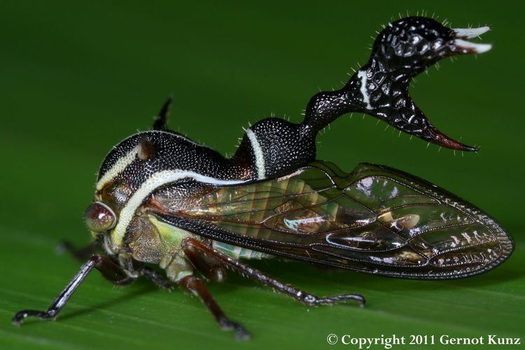 Treehopper 78 images about tree hopper on Pinterest Ants Helmets and Evolution