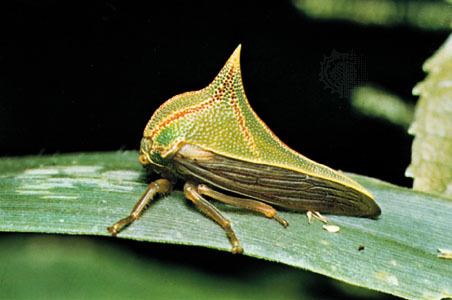 Treehopper treehopper insect Britannicacom