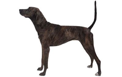 Treeing Tennessee Brindle Treeing Tennessee Brindle Dog Breed Information Pictures