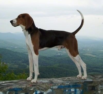 Treeing Walker Coonhound Treeing Walker Coonhound Dog Breed Information and Pictures