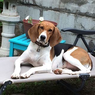 Treeing Walker Coonhound httpsscontentcdninstagramcomhphotosxaf1t51