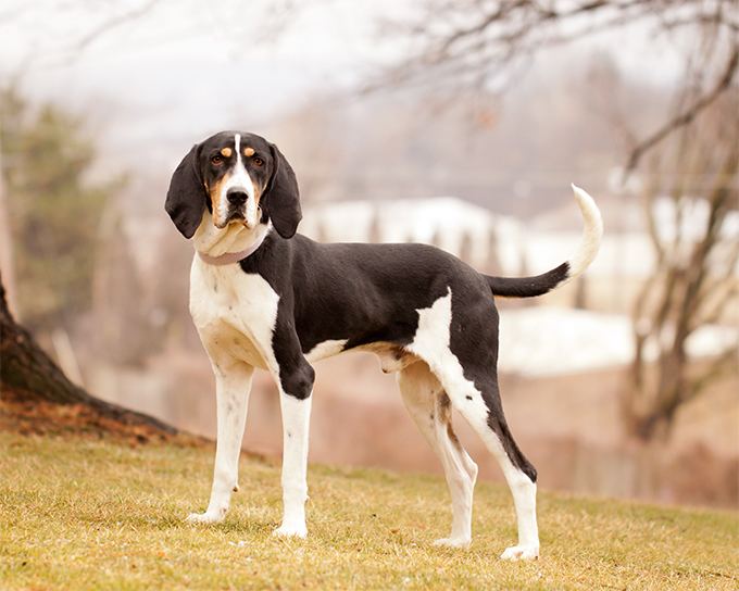 Treeing Walker Coonhound Treeing Walker Coonhound Dog Breed Information Pictures