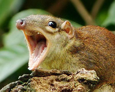Treeshrew Common Treeshrew Not a Squirrel Animal Pictures and Facts