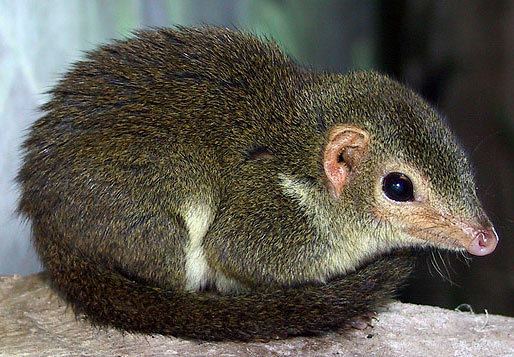Treeshrew Common Treeshrew Not a Squirrel Animal Pictures and Facts