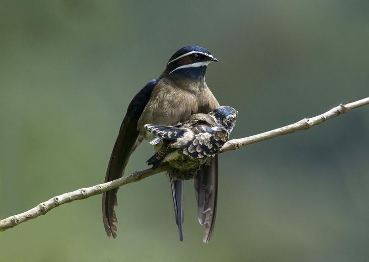 Treeswift whiskered treeswift bird pictures
