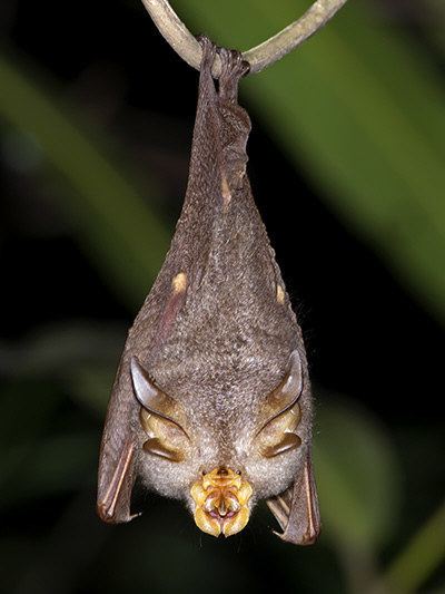 Trefoil horseshoe bat Trefoil Horseshoe Bat Rhinolophus trifoliatus