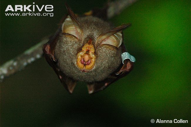 Trefoil horseshoe bat Trefoil horseshoe bat videos photos and facts Rhinolophus