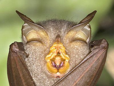 Trefoil horseshoe bat Trefoil Horseshoe Bat Rhinolophus trifoliatus