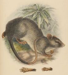Trefoil-toothed giant rat httpsuploadwikimediaorgwikipediacommonsthu