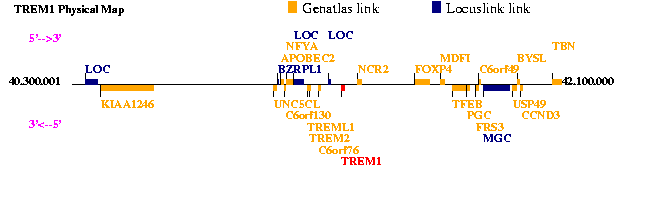 TREM1 Genatlas sheet