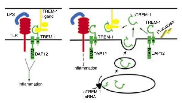TREM1 Figure Nature Immunology