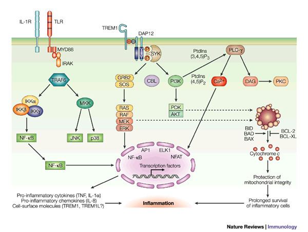 TREM1 Figure 2 TREMs in the immune system and beyond Nature Reviews