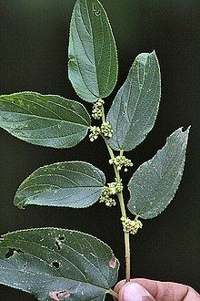 Trema (plant) httpsuploadwikimediaorgwikipediacommonsthu