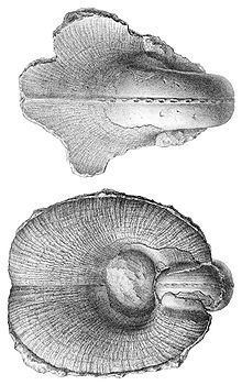 Tremanotidae httpsuploadwikimediaorgwikipediacommonsthu