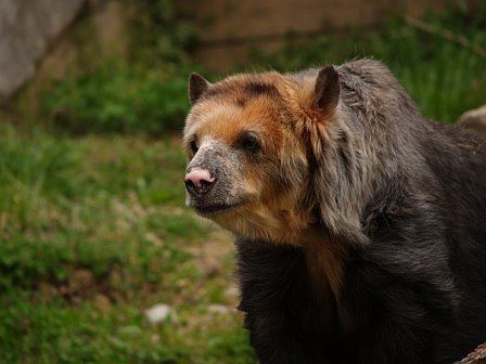 Tremarctos floridanus Photo of the Day 74 Spectacled Bear Laelaps