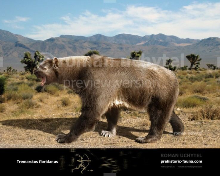 Tremarctos floridanus Florida spectacled bear Tremarctos floridanus 8000 BC USA