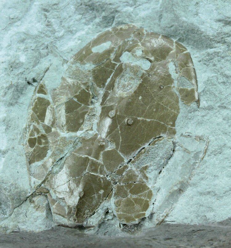 Tremataspis Tremataspis Jawless Fish Fossil