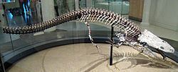 Trematosauria httpsuploadwikimediaorgwikipediacommonsthu
