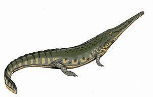 Trematosauridae httpsuploadwikimediaorgwikipediacommonsthu