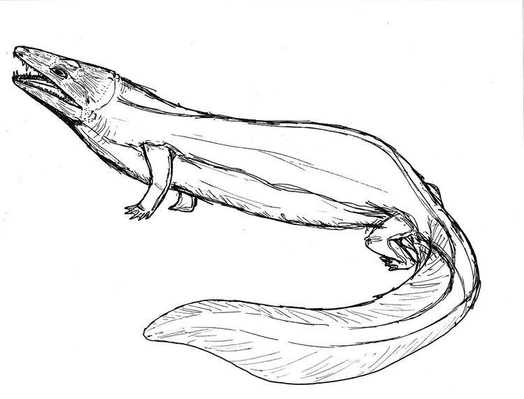 Trematosuchus