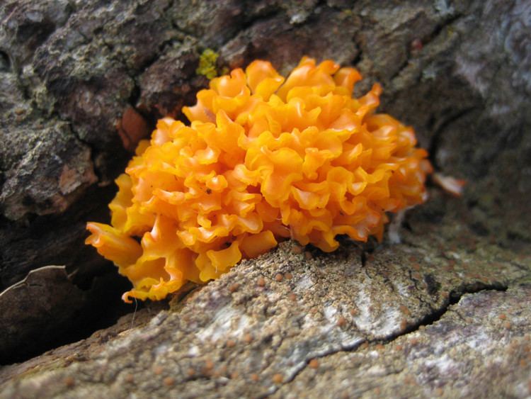 Tremella aurantia - Alchetron, The Free Social Encyclopedia