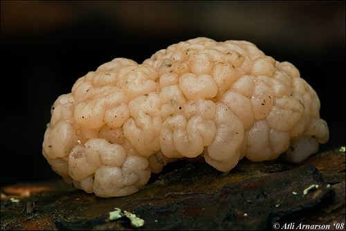 Tremella encephala Tremella encephala Pink brain fungus Tremella encephala Flickr