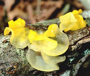 Tremella mesenterica Tremella mesenterica