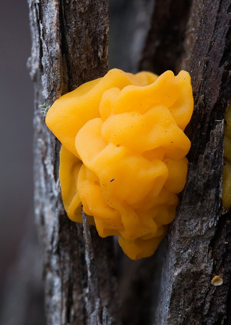 Tremella mesenterica FileTremella mesentericajpg Wikipedia