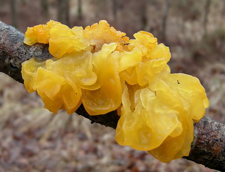 Tremella mesenterica FileTremella mesenterica JPL2 croppedjpg Wikimedia Commons