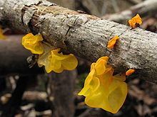 Tremella mesenterica httpsuploadwikimediaorgwikipediacommonsthu