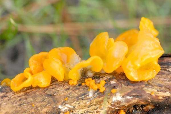 Tremella mesenterica Tremella mesenterica